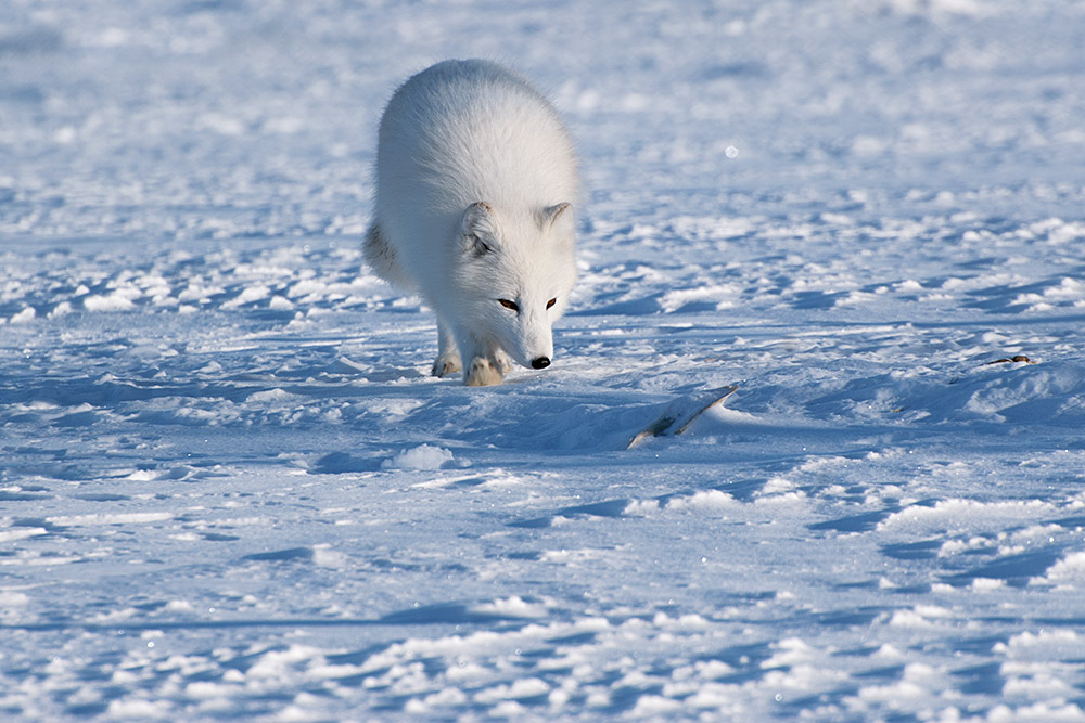 Fjällräv med vit vinterpäls som går mot fotografen och nosar i snön.