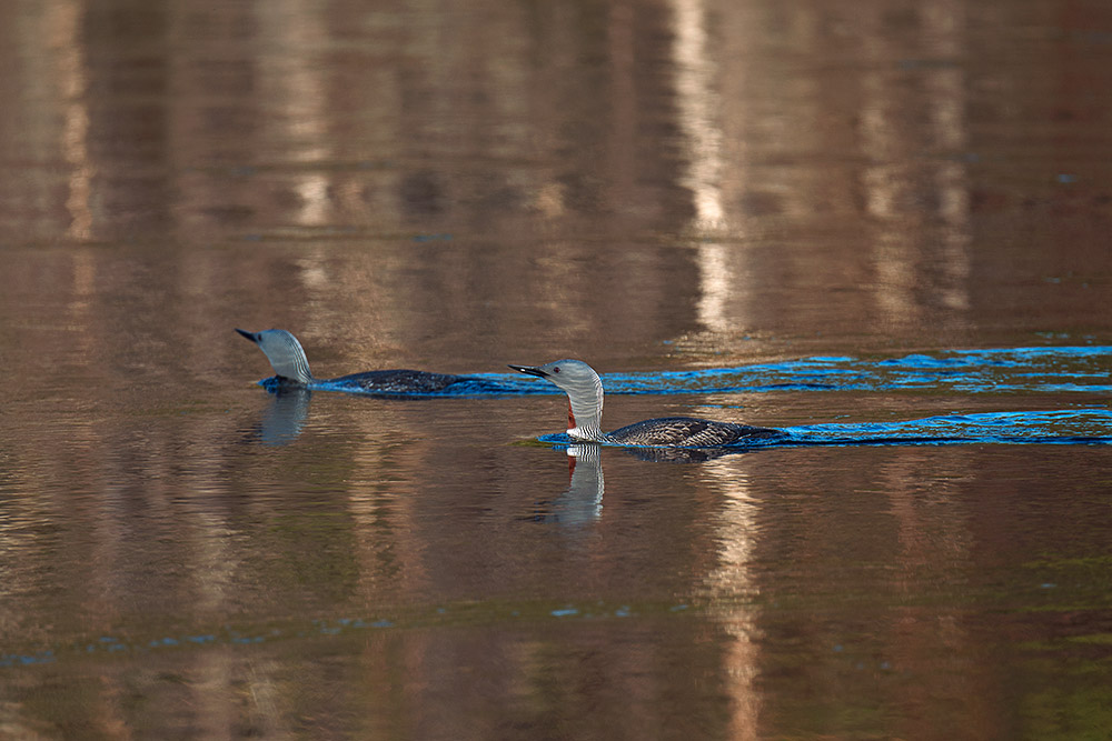 Smålommar, ett par, i en spegelblank sjö Gavia stellata