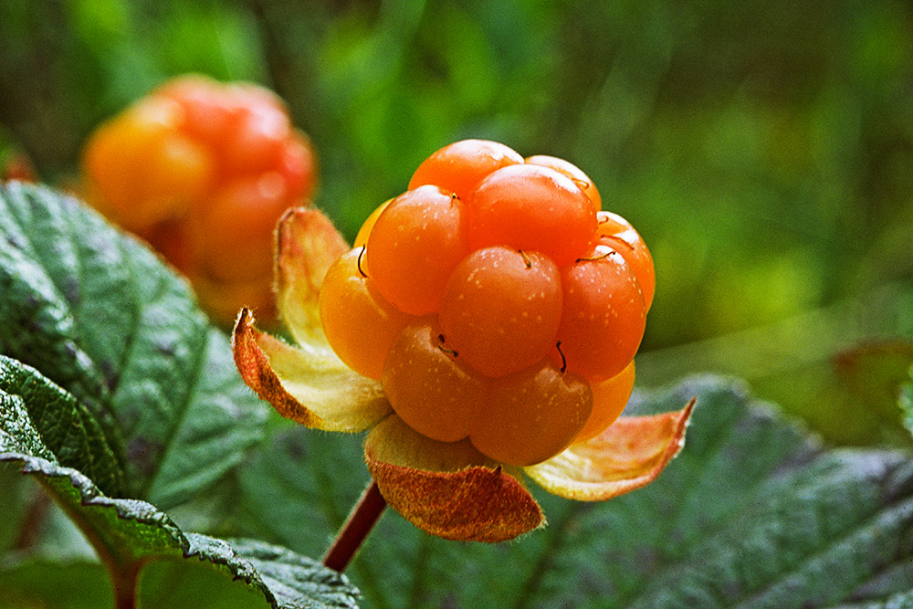 bär, solmoget hjortron. Rubus chamaemorus