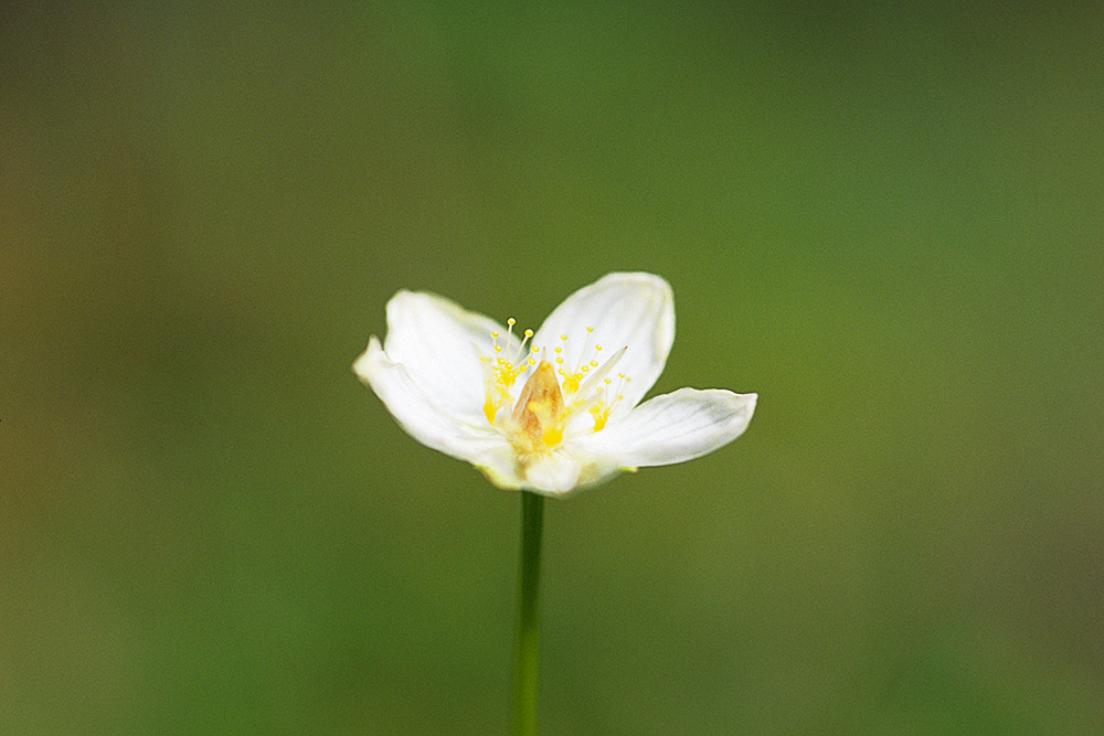 vit blomma, slåtterblomma