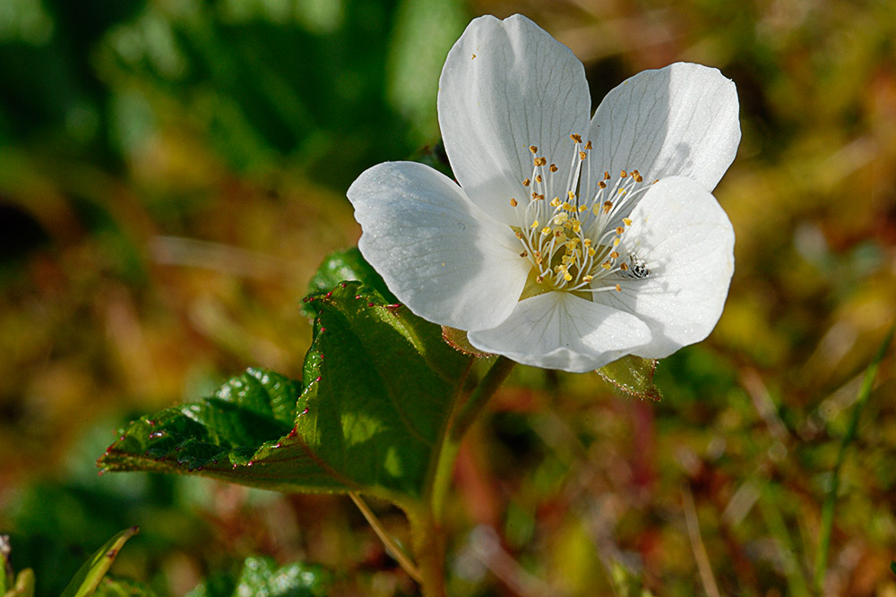 vit blomma på myr, hjortronblomma Rubus chamaemorus