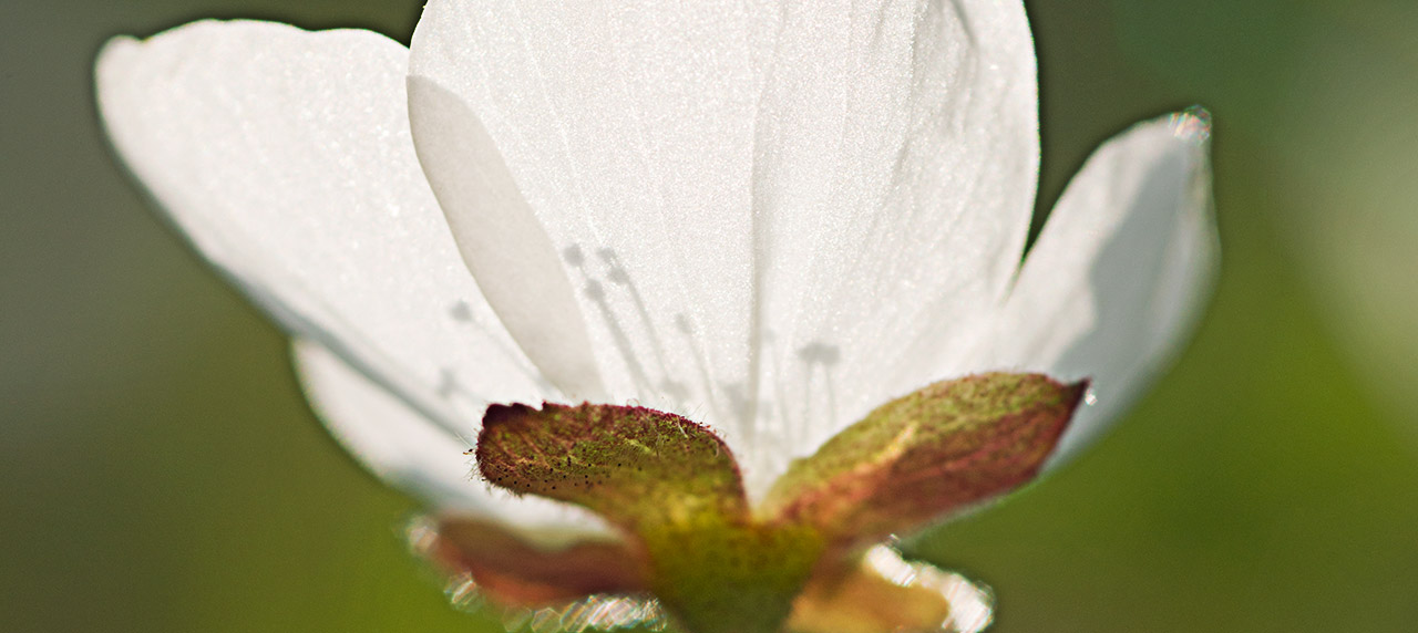 närbild vitt blomma, hjortronblomma Rubus chamaemorus