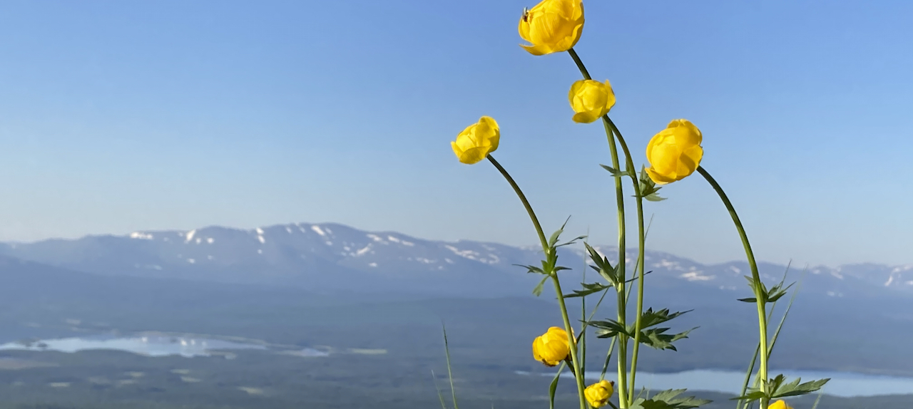 Blommor som heter smörbollar, på Välliste, med Anarisfjällen i bakgrunden.