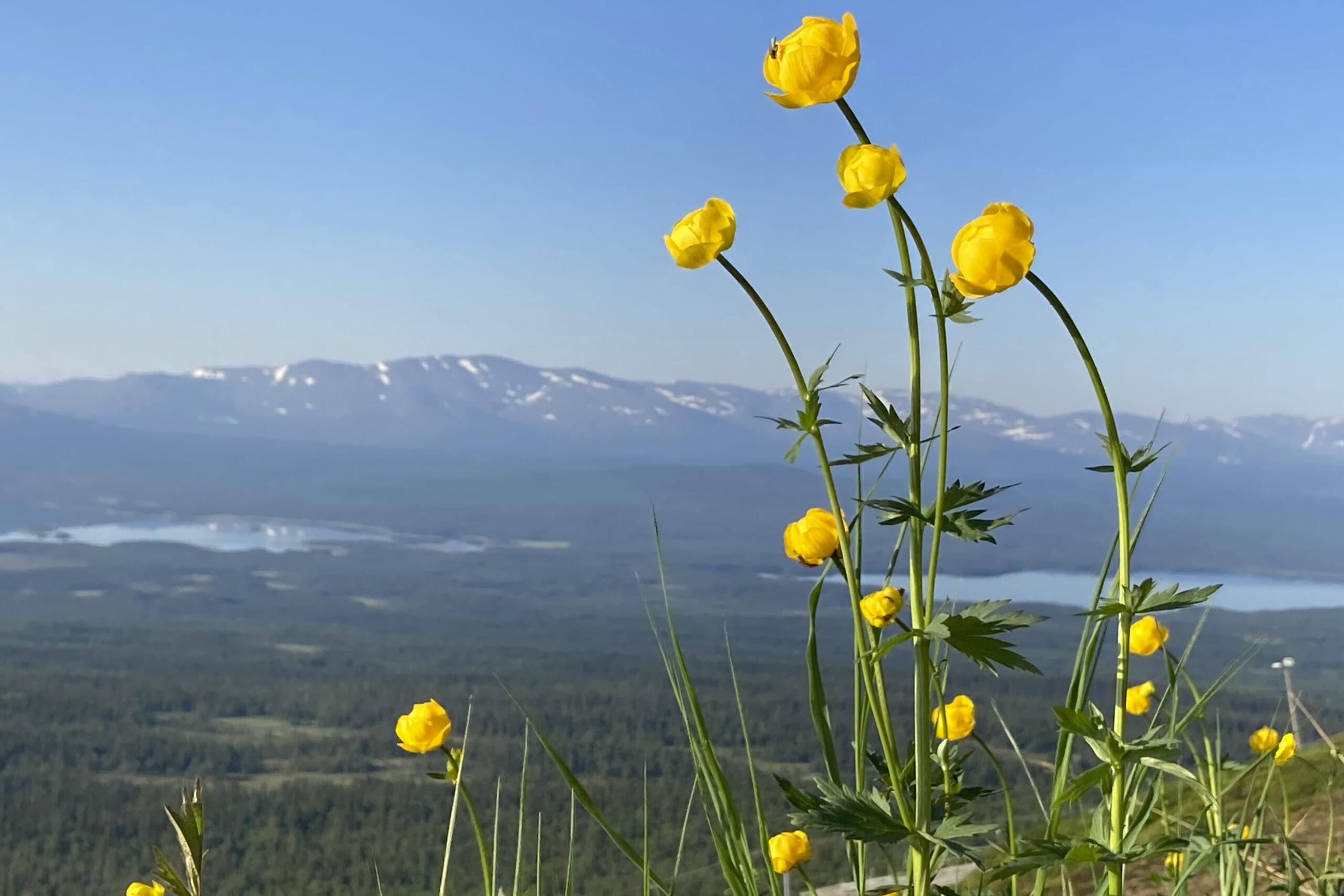 Blommande smörbollar med fjäll, skog och sjö i bakgrunden.