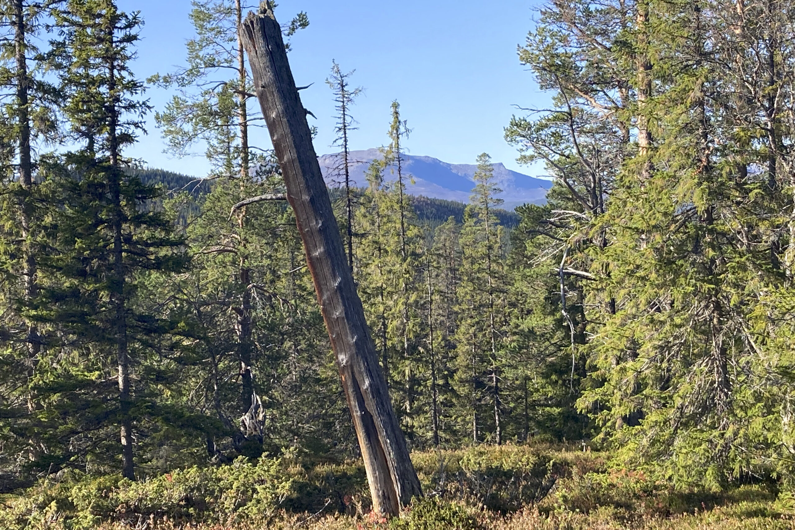 Torrtall i gammal skog med fjäll i bakgrunden