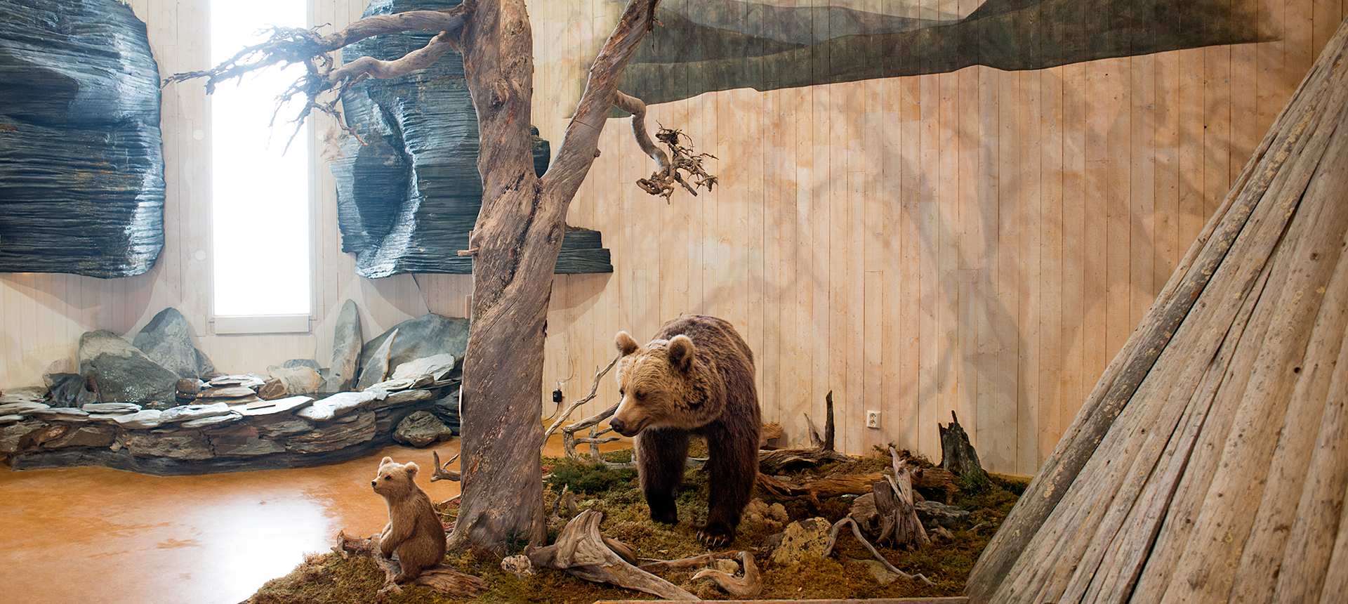 Diorama med björnhona och unge i utställningen på naturinformation Frostviken, i Gäddede, norra Jämtland.
