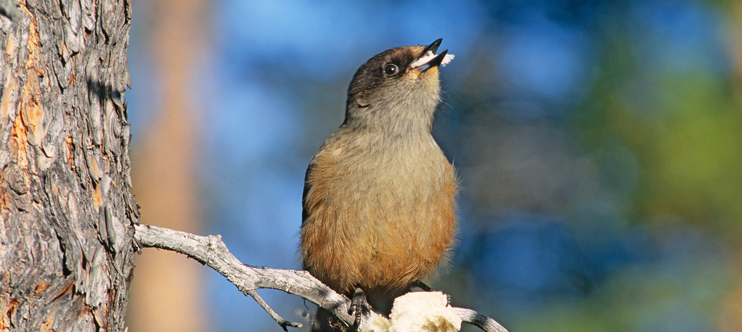 Fågeln lavskrika mumsar på en brödsmula.