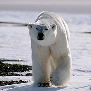isbjörn på Grönland