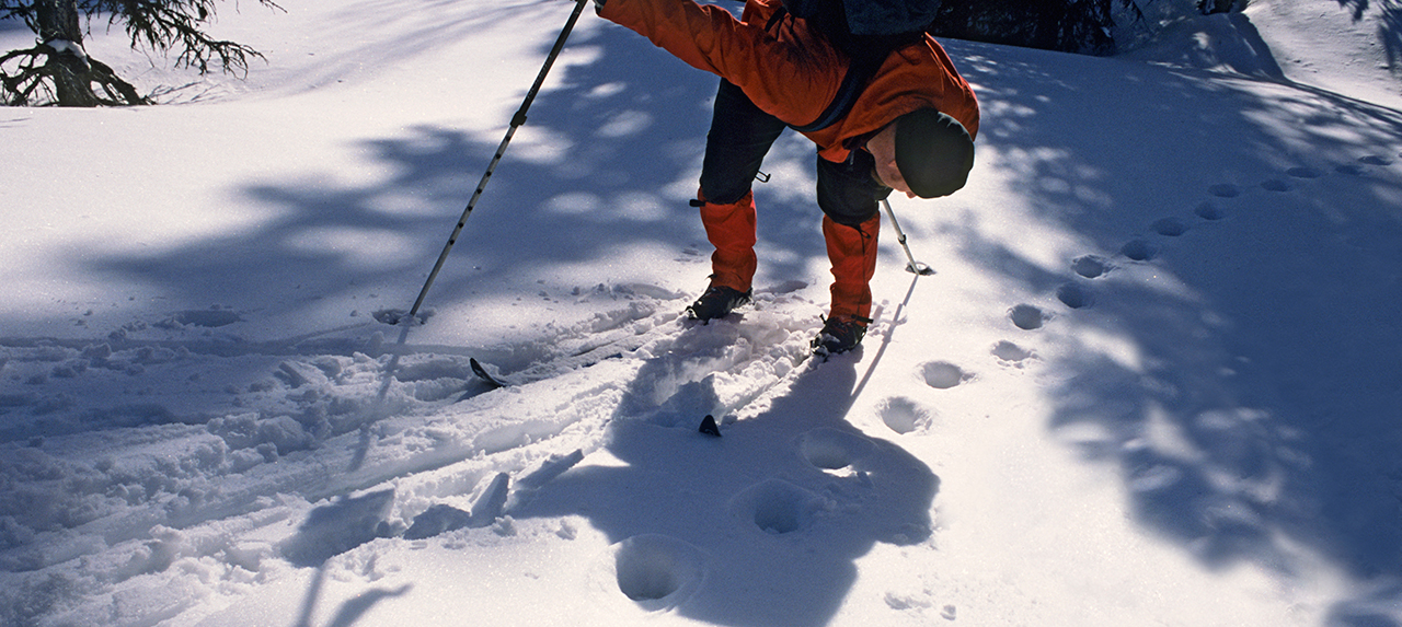 Man på skidor böjer sig över lodjursspår i snön.
