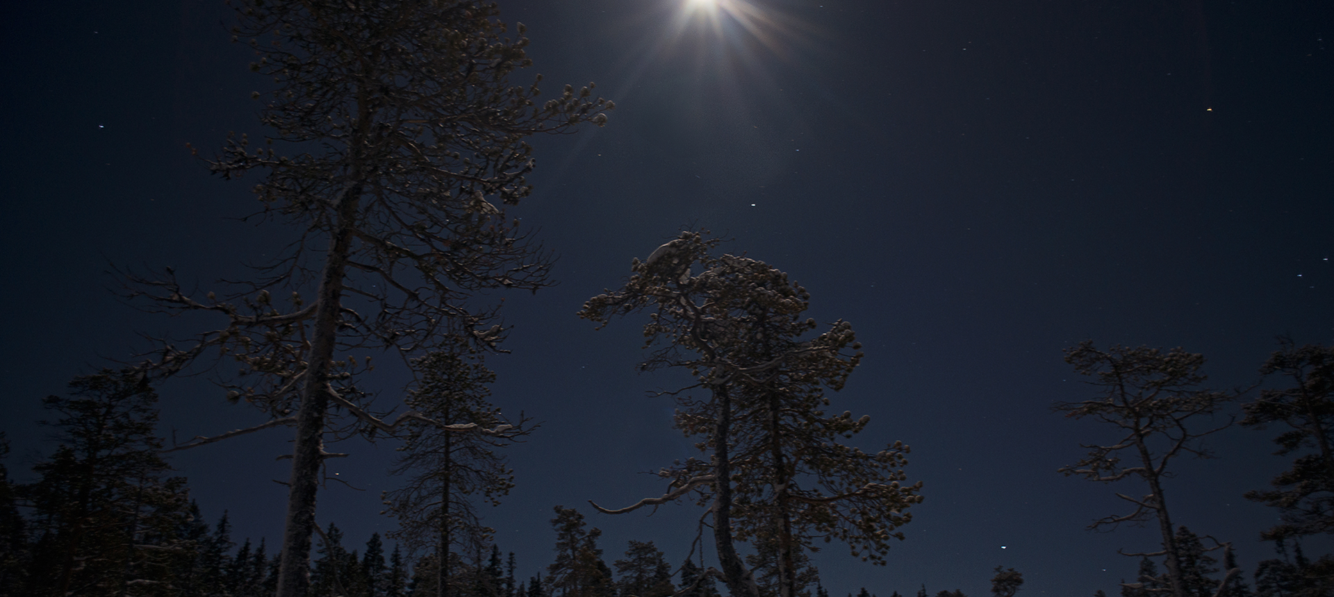 Vinternatt med månsken i gles skog.